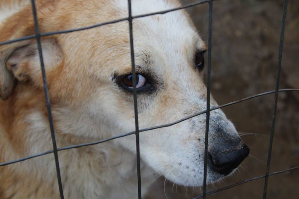 Χειμάδι Λάρισας: Έκκληση για 23 σκυλιά που απέμειναν στο κτήμα της Α. Σταματάκη