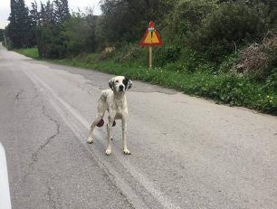 Γνωρίζουν ποιος εγκατάλειψε στον άρρωστο σκύλο στον Μαραθώνα Αττικής και δεν τον καταγγέλλουν στην Αστυνομία