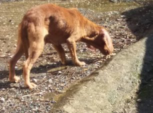 Έκκληση για τον άρρωστο σκύλο που ζει στην Τριποταμιά Αρκαδίας
