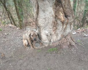 Βέροια Ημαθίας: Βρήκε τον σκύλο αλυσοδεμένο σε δέντρο εκτεθειμένο στις καιρικές συνθήκες