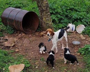 Ζάκυνθος: Σκύλος με κουτάβια αλυσοδεμένος χωρίς τροφή & νερό στις Βολίμες (βίντεο)