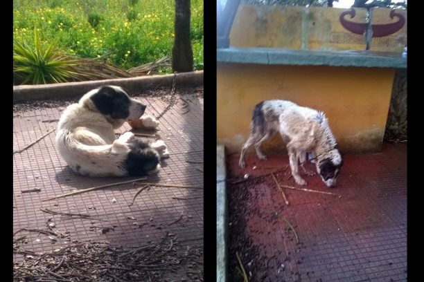 Βρωμονέρι Μεσσηνίας: Βρήκε σκελετωμένο σκύλο αλυσοδεμένο χωρίς τροφή σε εγκαταλελειμμένο οίκημα