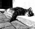 Έκκληση για την τραυματισμένη γάτα στην Αγία Βαρβάρα Αττικής