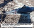Συχνοί οι εκβρασμοί νεκρών κητωδών και δελφινιών στην Κω