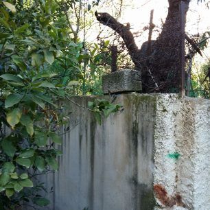 Αγία Παρασκευή Αττικής: Κατήγγειλε στην Αστυνομία τον γείτονα της που εκσφενδόνισε 3 γατάκια & σκότωσε το ένα 8 AgiaParaskeviOdosSxoleiouGatakiNekro 10