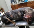 Ο κτηνίατρος αναγκάστηκε να κόψει τα αυτιά του σκύλου που κάποιος έκαψε με πετρέλαιο στην Αγία Τριάδα Ρεθύμνου