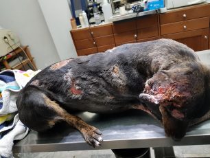 Ο κτηνίατρος αναγκάστηκε να κόψει τα αυτιά του σκύλου που κάποιος έκαψε με πετρέλαιο στην Αγία Τριάδα Ρεθύμνου