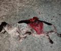 19-4-2018 η δίκη του άνδρα που σκότωσε σκύλο με καραμπίνα στην Αγιάσο Λέσβο