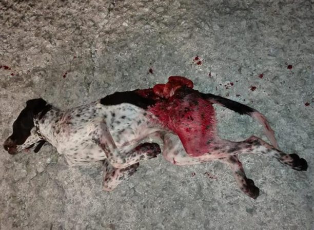 19-4-2018 η δίκη του άνδρα που σκότωσε σκύλο με καραμπίνα στην Αγιάσο Λέσβο