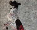 Αναζητείται από την Αστυνομία ο άνδρας που σκότωσε σκύλο με καραμπίνα στην Αγιάσο Λέσβου