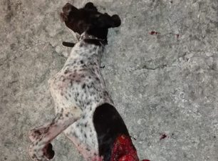 Καταδικάστηκε με αναστολή ο άνδρας που σκότωσε σκύλο με καραμπίνα στην Αγιάσο Λέσβου