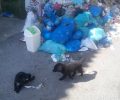 Αίγιο Αχαΐας: Βρήκαν 3 σκυλιά ζωντανά κλεισμένα σε τσουβάλι και πεταμένα στα σκουπίδια (βίντεο)