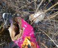 Αμύνταιο Φλώρινας: Έκλεισε 3 κουτάβια σε τσουβάλι και τα πέταξε στην άκρη της λίμνης
