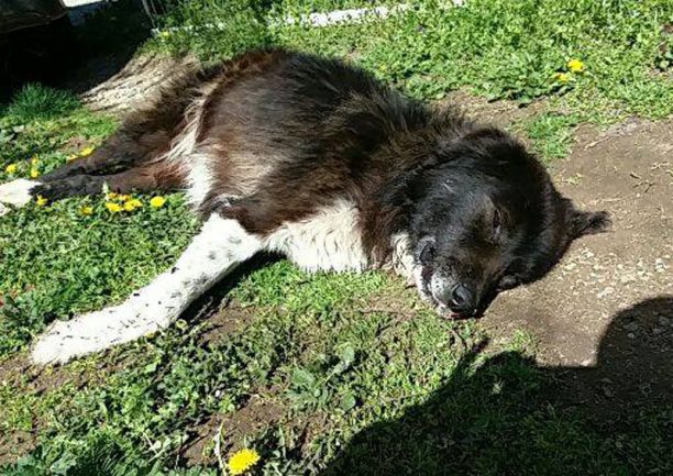 Ανάργυροι Φλώρινας: Έριξε φόλες και δηλητηρίασε τον αδέσποτο τρίποδο σκύλο  