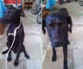 Έσωσε τον σκύλο που κάποιος κρέμασε κάτω από γέφυρα στην Αντιμάχεια της Κω