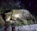 Στο Αμύνταιο Φλώρινας εργαστήρια για τη βελτίωση των συνθηκών συνύπαρξης ανθρώπου και αρκούδας
