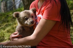 Ακόμα ένα ορφανό αρκουδάκι που βρέθηκε στη Φλώρινα φροντίζει ο ΑΡΚΤΟΥΡΟΣ