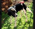 Βρέθηκε - Χάθηκε αρσενικός ασπρόμαυρος σκύλος στο Μαρούσι Αττικής
