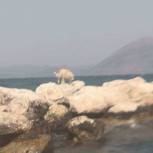 Έσωσαν σκύλο που είχε εγκλωβιστεί στα βράχια του κυματοθραύστη στην Πάτρα (βίντεο) 1 DiasosiSkylouPatraKymatothrafstis 1