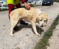 Έσωσαν σκύλο που είχε εγκλωβιστεί στα βράχια του κυματοθραύστη στην Πάτρα (βίντεο)