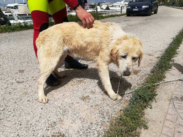 Έσωσαν σκύλο που είχε εγκλωβιστεί στα βράχια του κυματοθραύστη στην Πάτρα (βίντεο)