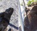 Δύο σκυλιά νεκρά από φόλες έξω από τον χώρο φιλοξενίας αδέσποτων στο Αμύνταιο Φλώρινας