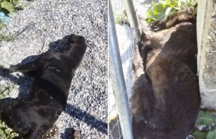 Δύο σκυλιά νεκρά από φόλες έξω από τον χώρο φιλοξενίας αδέσποτων στο Αμύνταιο Φλώρινας