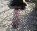Αποδεκατισμός αδέσποτων με φόλες στην Ηλεία με δεκάδες δηλητηριασμένα σκυλιά & γάτες σε Πύργο, Κατάκολο, Σπιάντζα