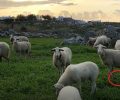 Ο δήμαρχος Μυκόνου θαυμάζει τα παστουρωμένα πρόβατα & ανεβάζει βίντεο στο instagram