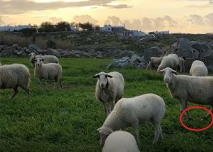 Ο δήμαρχος Μυκόνου θαυμάζει τα παστουρωμένα πρόβατα & ανεβάζει βίντεο στο instagram
