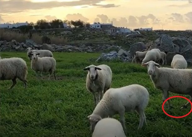 Ο δήμαρχος Μυκόνου θαυμάζει τα παστουρωμένα πρόβατα & ανεβάζει βίντεο στο instagram