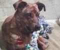 Χάθηκε αρσενικός σκύλος στο Δήλεσι Βοιωτίας