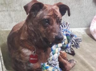 Χάθηκε αρσενικός σκύλος στο Δήλεσι Βοιωτίας