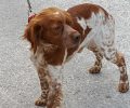 Βρήκε σκύλο Επανιέλ  Μπρετόν στο Πανόραμα Βούλας