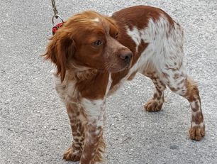 Βρήκε σκύλο Επανιέλ  Μπρετόν στο Πανόραμα Βούλας