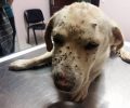 Βρήκε τον αδέσποτο σκύλο πυροβολημένο στο κεφάλι στην Τερψιθέα Μεσσηνίας (βίντεο)