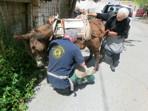 Φροντίδα ιπποειδών (γαϊδουριών, μουλαριών, αλόγων, πουλαριών) στην Κρήτη 7 - 14 Απριλίου