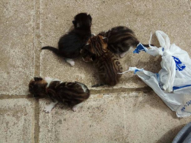 Βρήκε 4 γατάκια ζωντανά κλεισμένα σε σακούλα πεταμένα σε κάδο ανακύκλωσης στον Χολαργό Αττικής