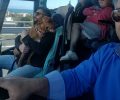 Οδηγός του Κ.Τ.Ε.Λ. Κεφαλλονιάς βγάζει σέλφι με τον σκύλο επιβάτη