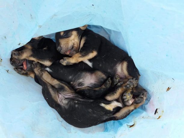 Εύβοια: Βρήκε 3 νεκρά κουτάβια κλεισμένα σε σακούλα στην περιοχή Πέι Δοκού Χαλκίδας (βίντεο)