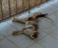 Χατζή Μεσσηνίας: Γάτες νεκρές από φόλες