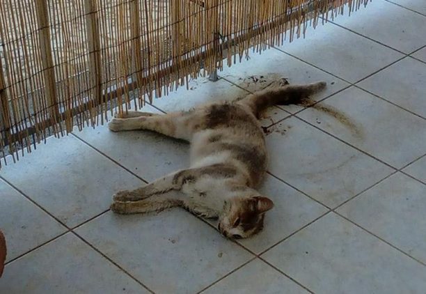 Χατζή Μεσσηνίας: Γάτες νεκρές από φόλες