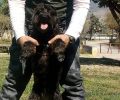 Βρέθηκε - Χάθηκε θηλυκός μαύρος σκύλος Κανίς - Γκριφόν στα Άνω Λιόσια Αττικής