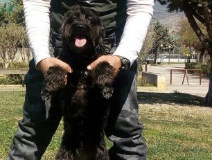 Βρέθηκε - Χάθηκε θηλυκός μαύρος σκύλος Κανίς - Γκριφόν στα Άνω Λιόσια Αττικής