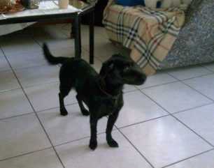 Βρέθηκε - Χάθηκε μαύρος μικρόσωμος θηλυκός σκύλος στα Γλυκά Νερά Αττικής