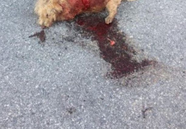 Κατερίνη: Κατήγγειλε στην Αστυνομία τον άνδρα που έδωσε εντολή στον σκύλο του να σκοτώσει αδέσποτο