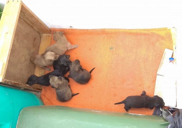 Έκκληση για τη φροντίδα 7 κουταβιών που βρέθηκαν πεταμένα σε κάδο στο Ρέθυμνο Κρήτης