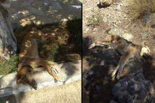 Η Ντάικα εντόπισε τη φόλα απ’ την οποία δηλητηριάστηκαν δύο σκυλιά στο Κουτσουνάρι Λασιθίου