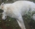 Περισσότερα από 50 σκυλιά - γατιά νεκρά από φόλες μέσα σ’ έναν μήνα στις Ερυθρές (Κριεκούκι) Αττικής