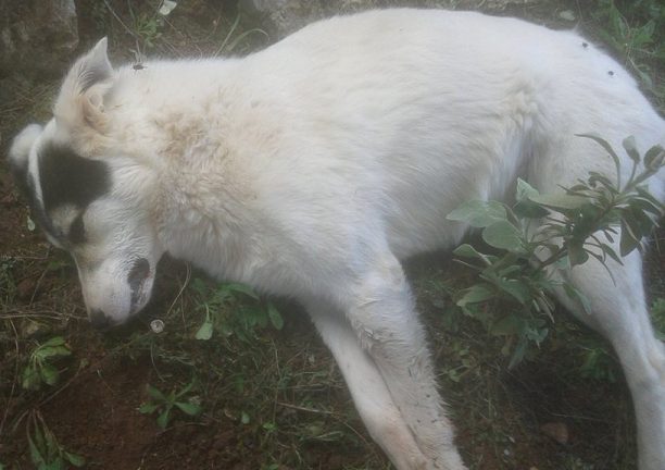 Περισσότερα από 50 σκυλιά - γατιά νεκρά από φόλες μέσα σ’ έναν μήνα στις Ερυθρές (Κριεκούκι) Αττικής